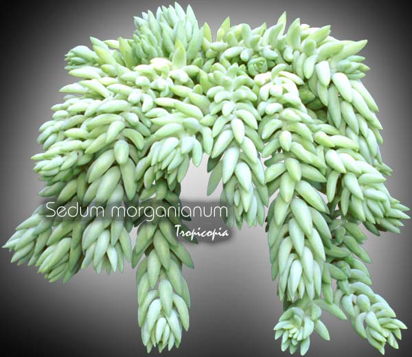 Hanging - Sedum morganianum - Burro-tail
